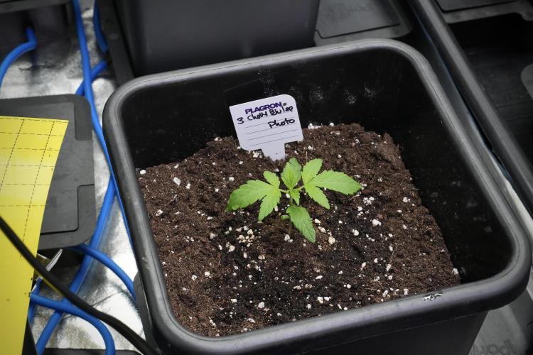 Chem Brulee By Zamnesia Pheno A. Week 2 - Chem Brulee Pheno A 