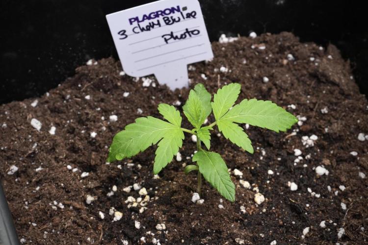 Chem Brulee By Zamnesia Pheno A. Week 2 - Chem Brulee Pheno A 