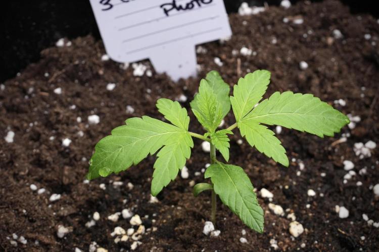 Chem Brulee By Zamnesia Pheno A. Week 2 - Chem Brulee Pheno A 