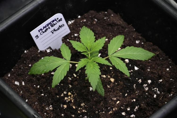 Chem Brulee By Zamnesia Pheno A. Week 2 - Chem Brulee Pheno A 