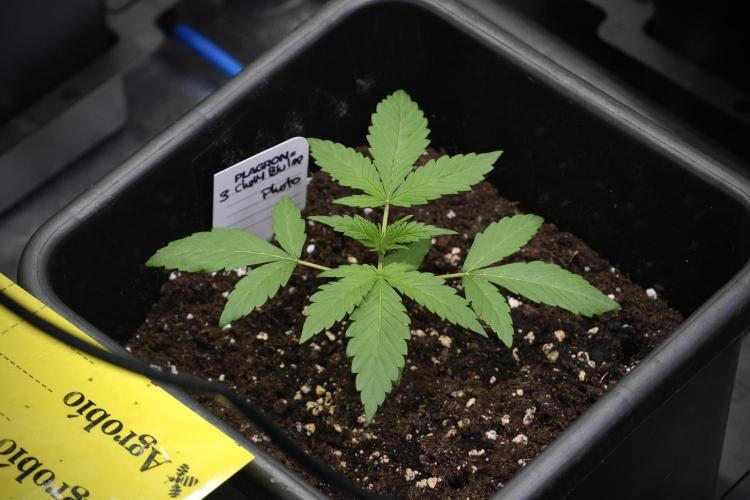 Chem Brulee By Zamnesia Pheno A. Week 2 - Chem Brulee Pheno A 