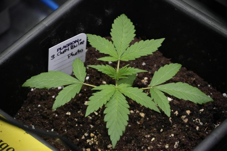 Chem Brulee By Zamnesia Pheno A. Week 2 - Chem Brulee Pheno A 
