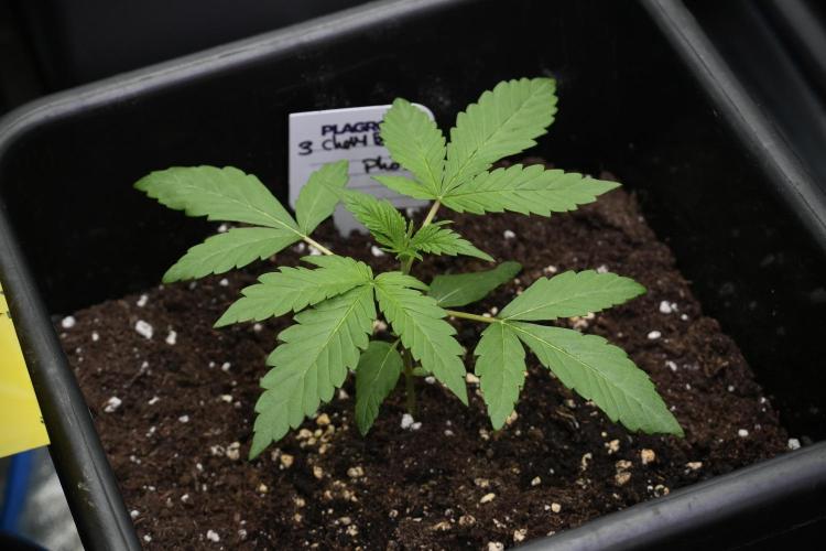 Chem Brulee By Zamnesia Pheno A. Week 2 - Chem Brulee Pheno A 