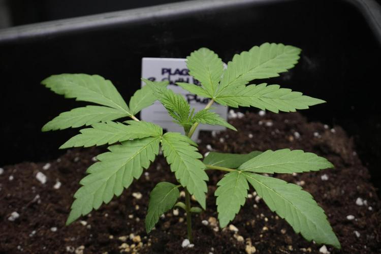 Chem Brulee By Zamnesia Pheno A. Week 2 - Chem Brulee Pheno A 