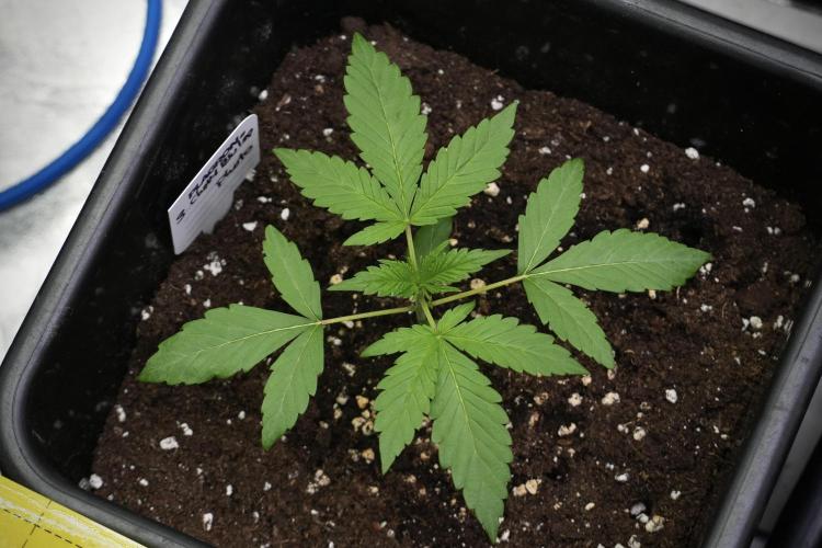 Chem Brulee By Zamnesia Pheno A. Week 2 - Chem Brulee Pheno A 