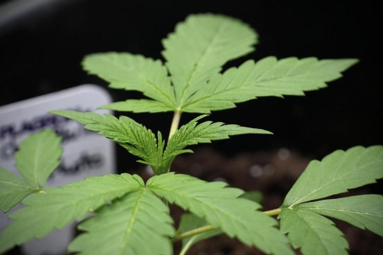Chem Brulee By Zamnesia Pheno A. Week 2 - Chem Brulee Pheno A 