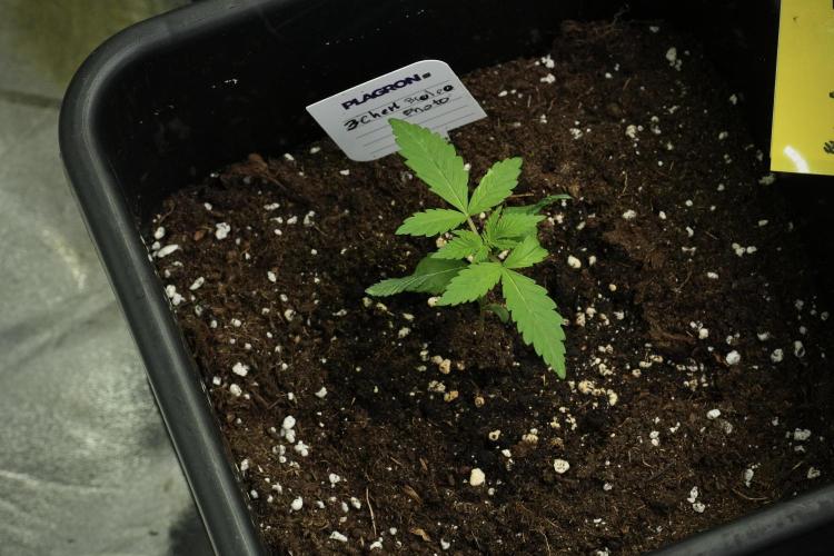 Pheno B Chem Brulee By Zamnesia. Week 2 - Pheno B Chem Brulee