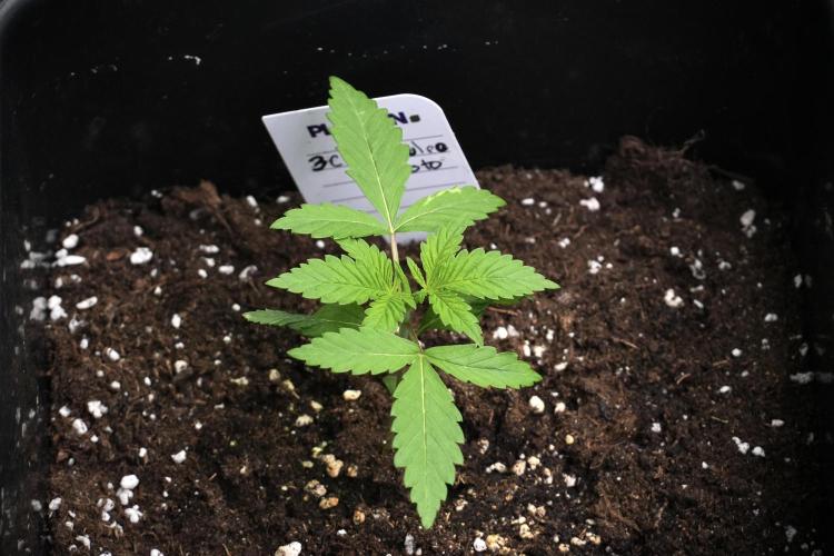 Pheno B Chem Brulee By Zamnesia. Week 2 - Pheno B Chem Brulee