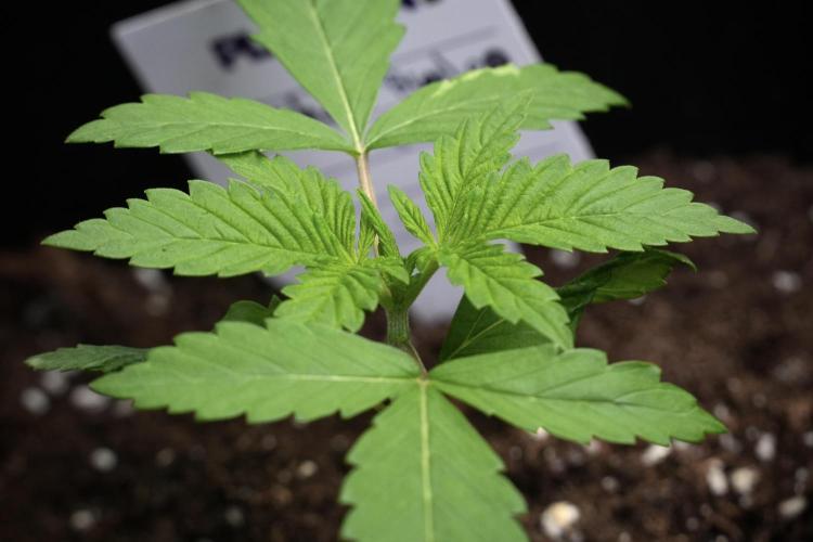 Pheno B Chem Brulee By Zamnesia. Week 2 - Pheno B Chem Brulee