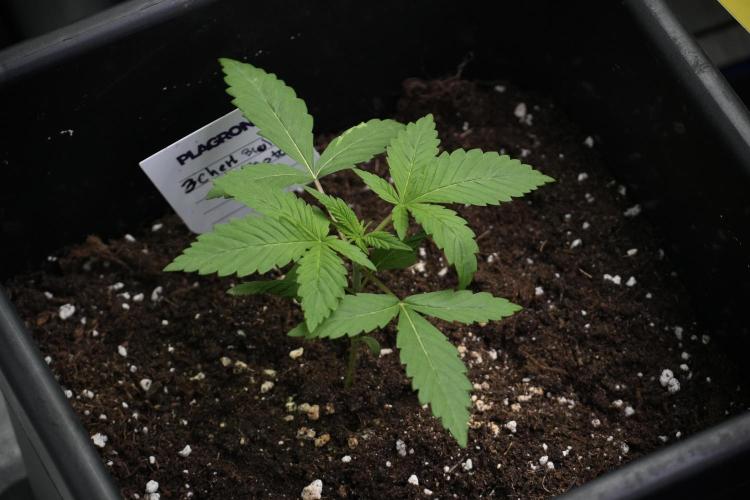 Pheno B Chem Brulee By Zamnesia. Week 2 - Pheno B Chem Brulee