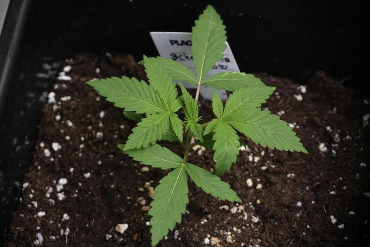 Pheno B Chem Brulee By Zamnesia. Week 2 - Pheno B Chem Brulee