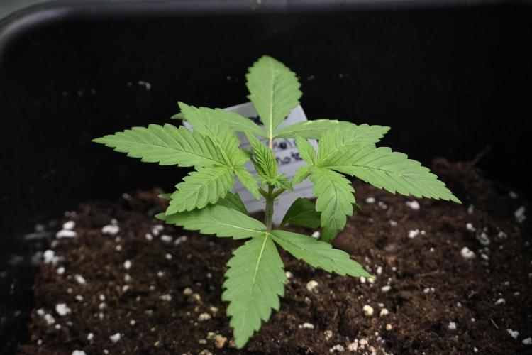 Pheno B Chem Brulee By Zamnesia. Week 2 - Pheno B Chem Brulee