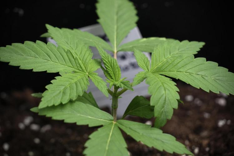 Pheno B Chem Brulee By Zamnesia. Week 2 - Pheno B Chem Brulee