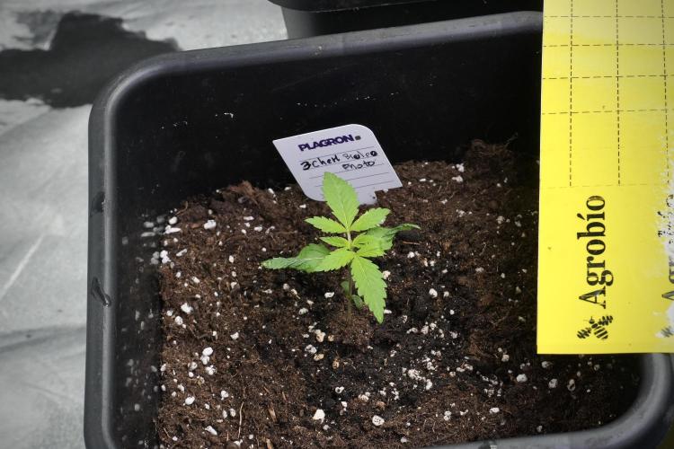 Pheno B Chem Brulee By Zamnesia. Week 2 - Pheno B Chem Brulee