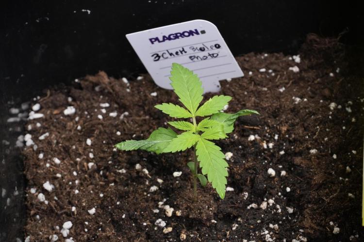 Pheno B Chem Brulee By Zamnesia. Week 2 - Pheno B Chem Brulee
