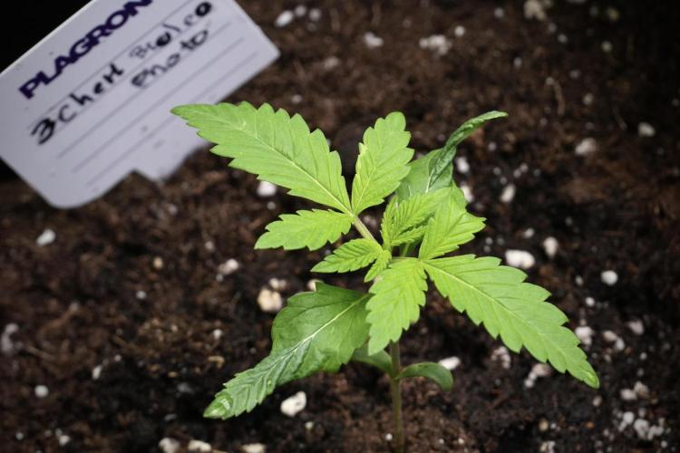 Pheno B Chem Brulee By Zamnesia. Week 2 - Pheno B Chem Brulee