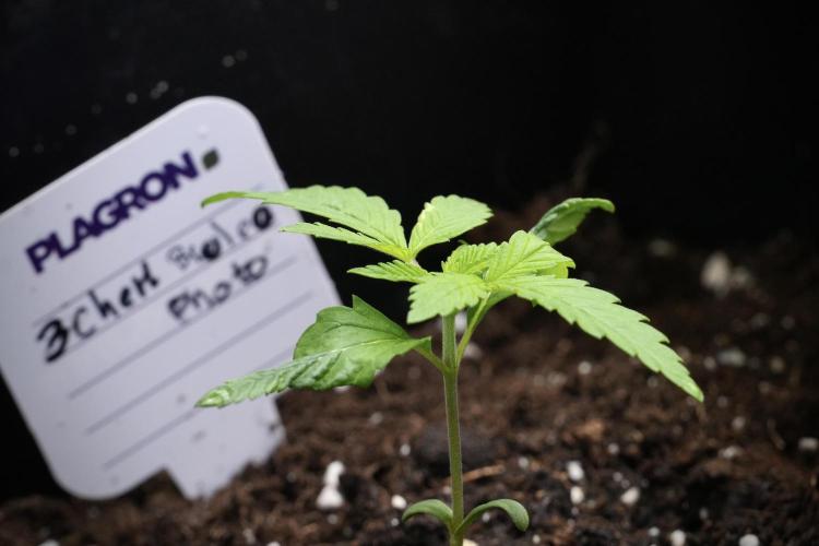 Pheno B Chem Brulee By Zamnesia. Week 2 - Pheno B Chem Brulee