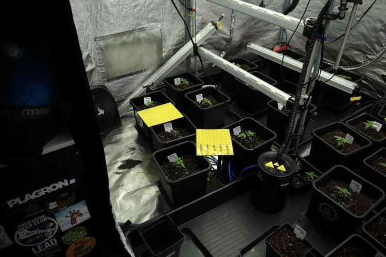 Pheno B Chem Brulee By Zamnesia. Week 2 - Room Vibes
