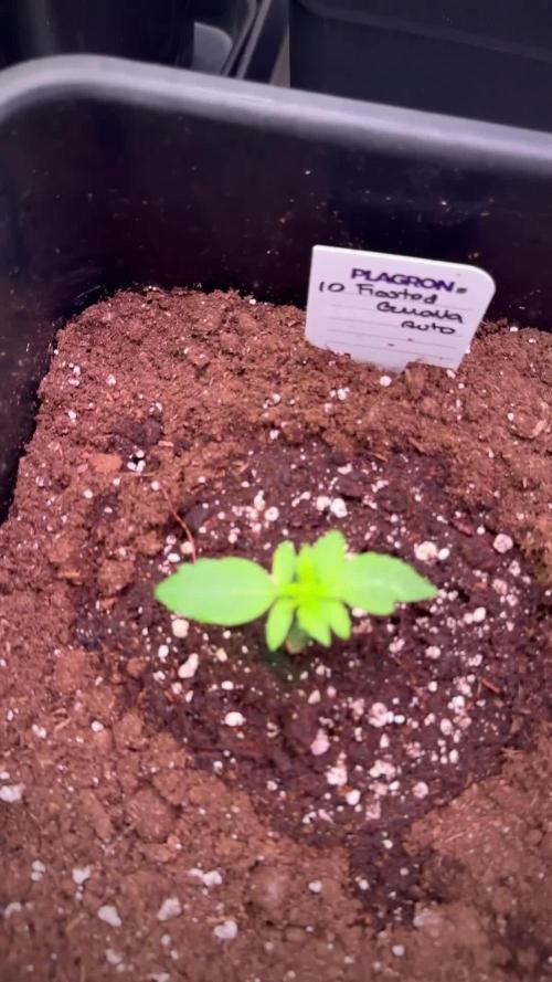 Pheno B Chem Brulee By Zamnesia