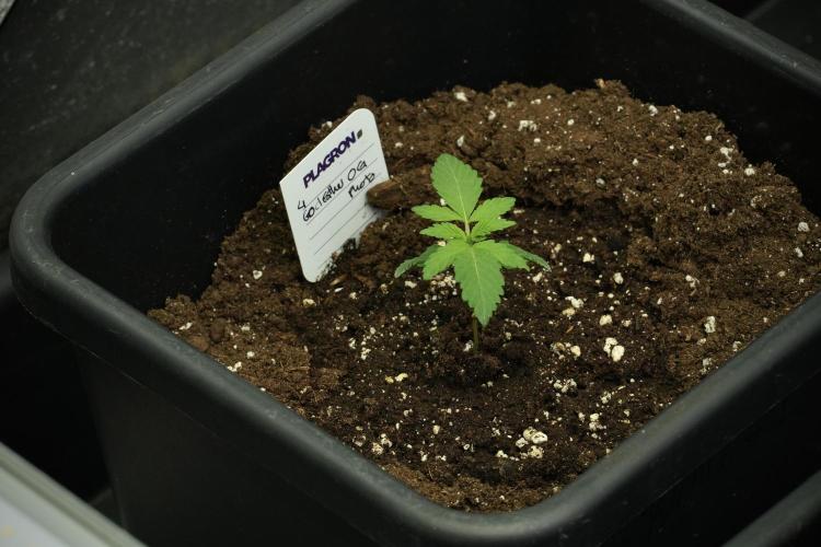 God father OG By Zamnesia Pheno A. Week 2 - God father OG By Zamnesia Pheno A