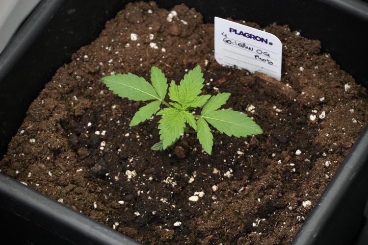 God father OG By Zamnesia Pheno A. Week 2 - God father OG By Zamnesia Pheno A