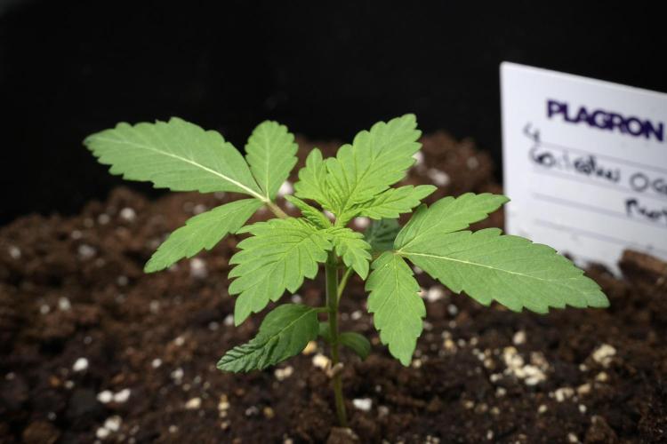 God father OG By Zamnesia Pheno A. Week 2 - God father OG By Zamnesia Pheno A