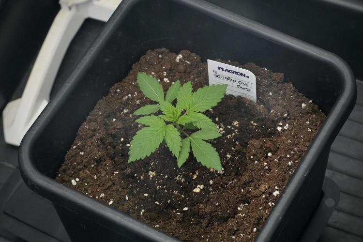 God father OG By Zamnesia Pheno A. Week 2 - God father OG By Zamnesia Pheno A