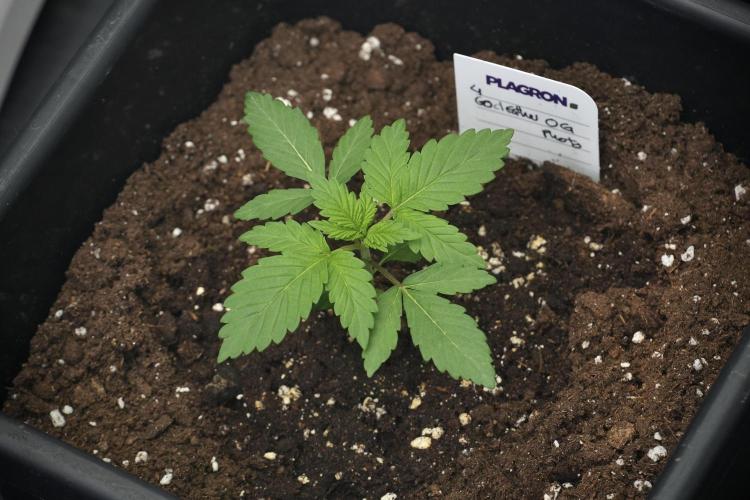 God father OG By Zamnesia Pheno A. Week 2 - God father OG By Zamnesia Pheno A