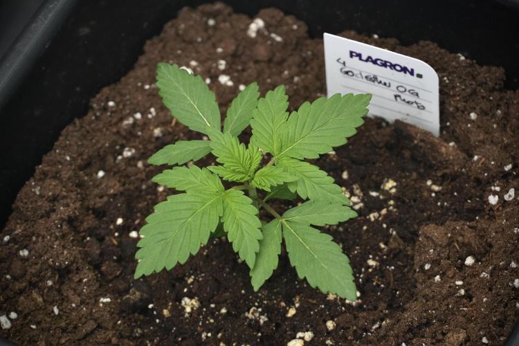 God father OG By Zamnesia Pheno A. Week 2 - God father OG By Zamnesia Pheno A