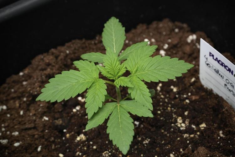 God father OG By Zamnesia Pheno A. Week 2 - God father OG By Zamnesia Pheno A