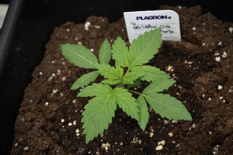 God father OG By Zamnesia Pheno A. Week 2 - God father OG By Zamnesia Pheno A