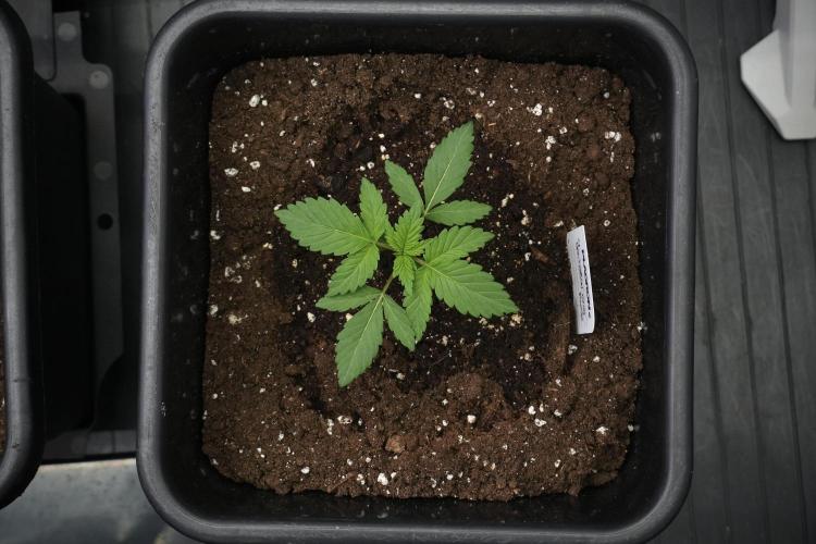 God father OG By Zamnesia Pheno A. Week 2 - God father OG By Zamnesia Pheno A