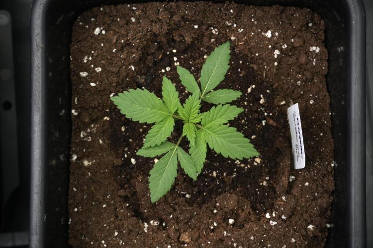 God father OG By Zamnesia Pheno A. Week 2 - God father OG By Zamnesia Pheno A