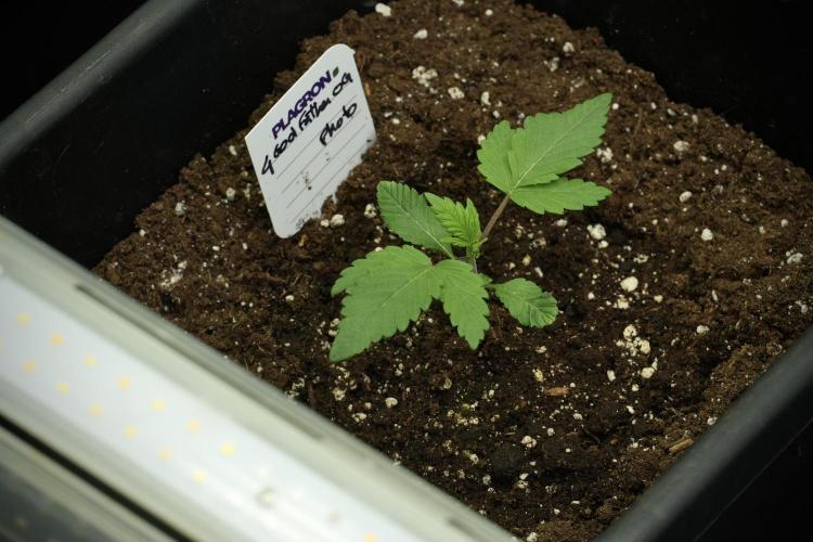 Pheno B God father OG By Zamnesia. Week 2 - Pheno B God father OG funky one 