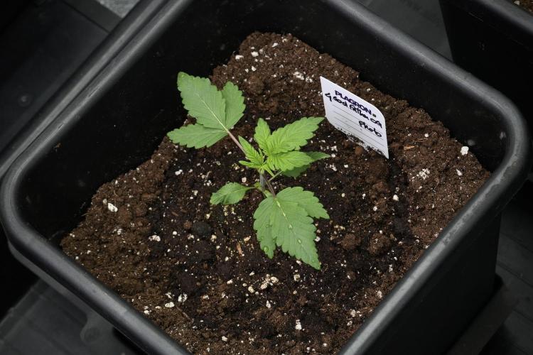 Pheno B God father OG By Zamnesia. Week 2 - Pheno B God father OG funky one 