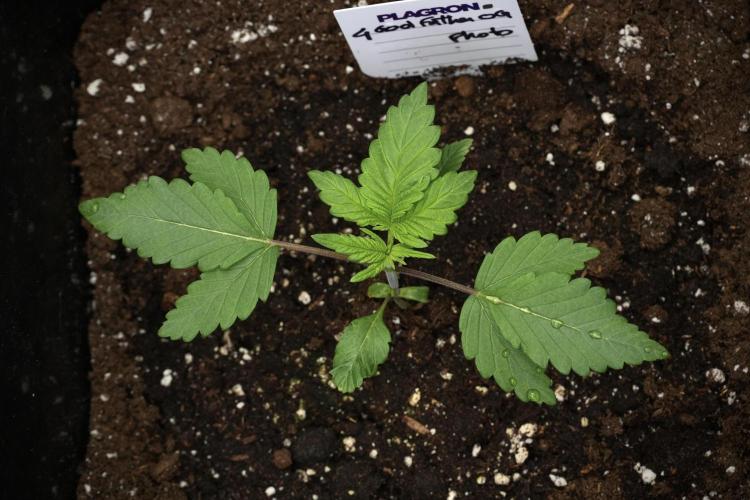 Pheno B God father OG By Zamnesia. Week 2 - Pheno B God father OG funky one 