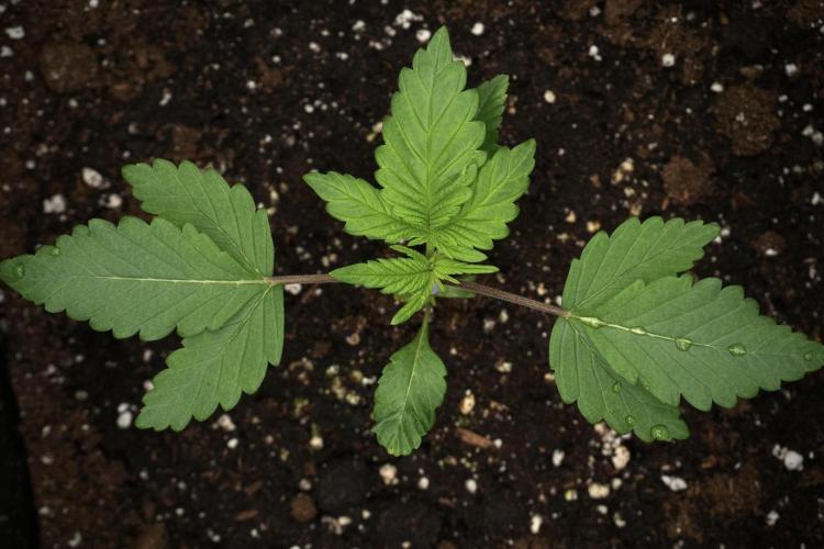 Pheno B God father OG By Zamnesia. Week 2 - Pheno B God father OG funky one 