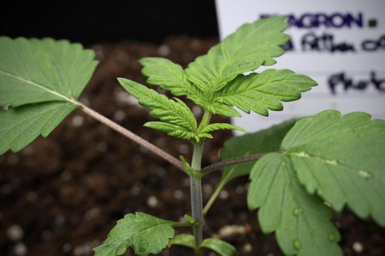 Pheno B God father OG By Zamnesia. Week 2 - Pheno B God father OG funky one 