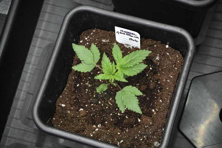 Pheno B God father OG By Zamnesia. Week 2 - Pheno B God father OG funky one 