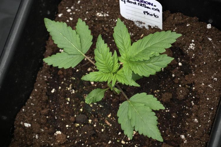 Pheno B God father OG By Zamnesia. Week 2 - Pheno B God father OG funky one 