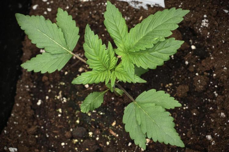Pheno B God father OG By Zamnesia. Week 2 - Pheno B God father OG funky one 
