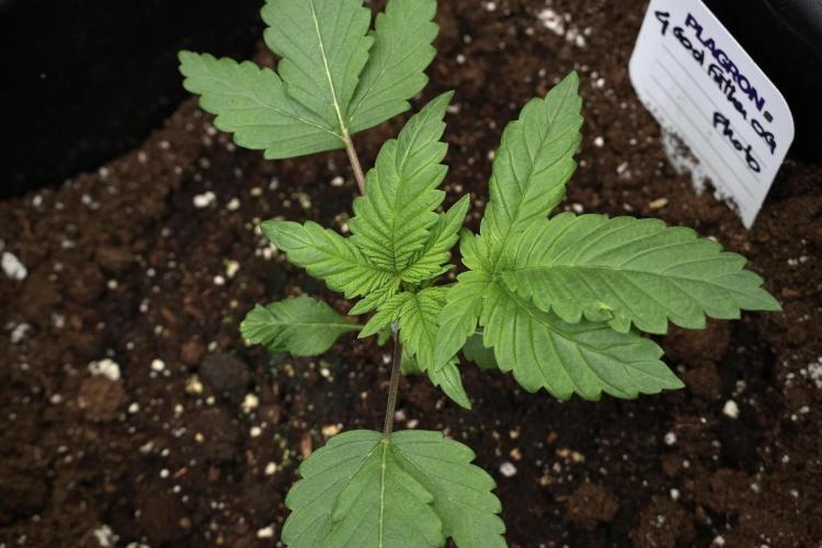 Pheno B God father OG By Zamnesia. Week 2 - Pheno B God father OG funky one 