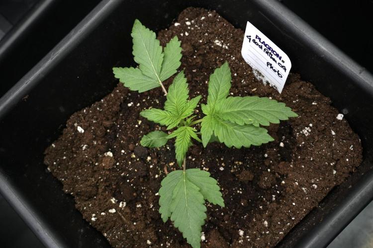 Pheno B God father OG By Zamnesia. Week 2 - Pheno B God father OG funky one 