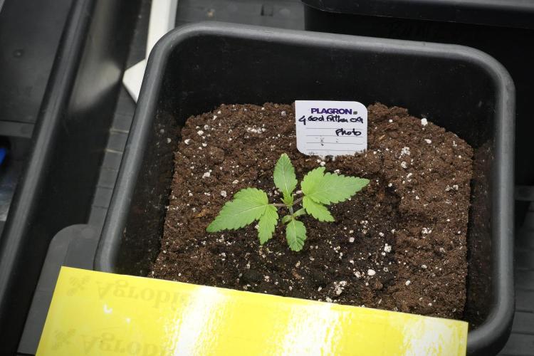 Pheno B God father OG By Zamnesia. Week 2 - Pheno B God father OG funky one 