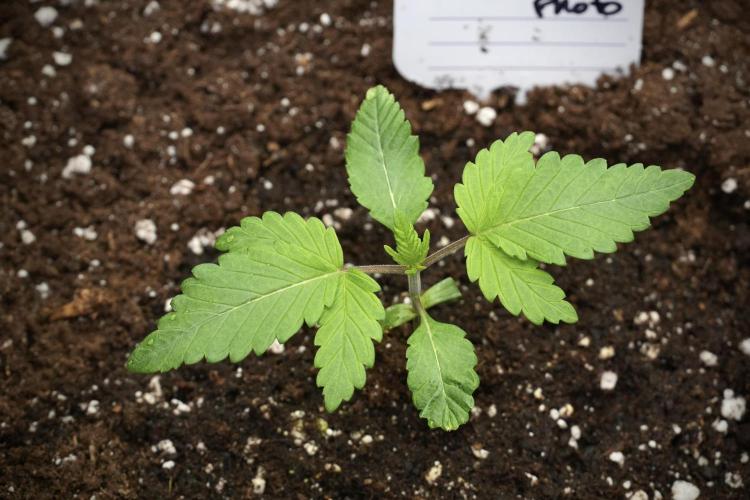 Pheno B God father OG By Zamnesia. Week 2 - Pheno B God father OG funky one 