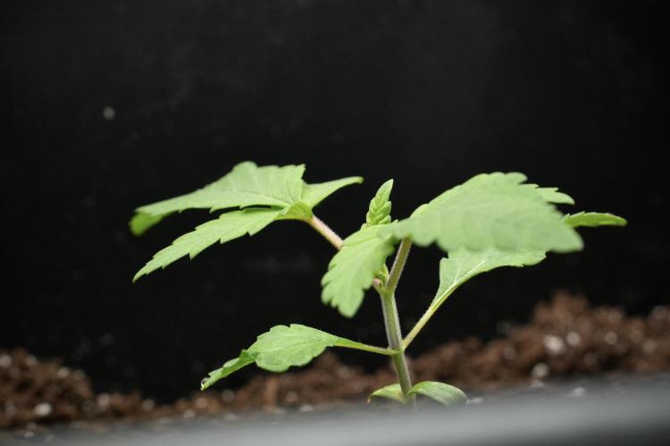 Pheno B God father OG By Zamnesia. Week 2 - Pheno B God father OG funky one 