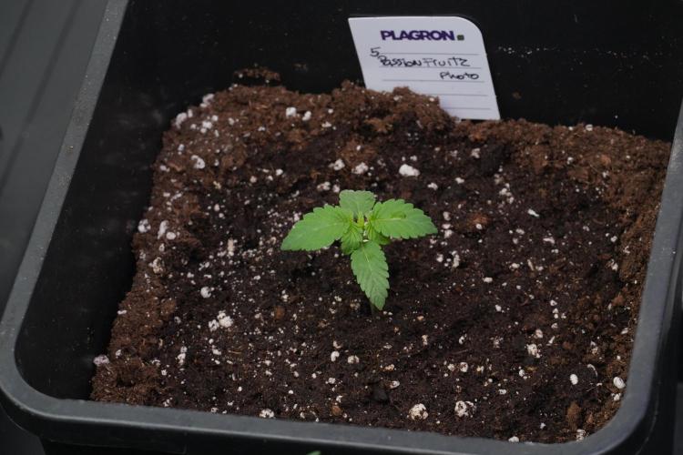 Passion Fruitz By Zamnesia. Week 2 - Passion Fruitz By Zamnesia