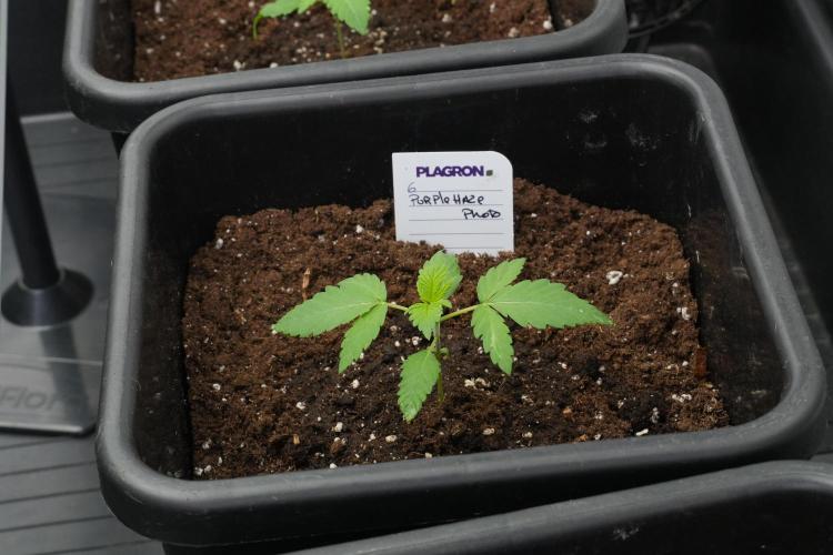 Purple Haze By Zamnesia Pheno A. Week 2 - Purple Haze By Zamnesia Pheno A