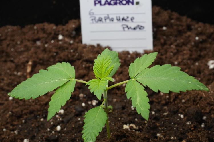Purple Haze By Zamnesia Pheno A. Week 2 - Purple Haze By Zamnesia Pheno A