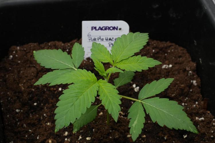 Purple Haze By Zamnesia Pheno A. Week 2 - Purple Haze By Zamnesia Pheno A